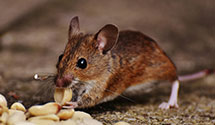 24 Hour & Emergency Exterminators in Chestertown, MD